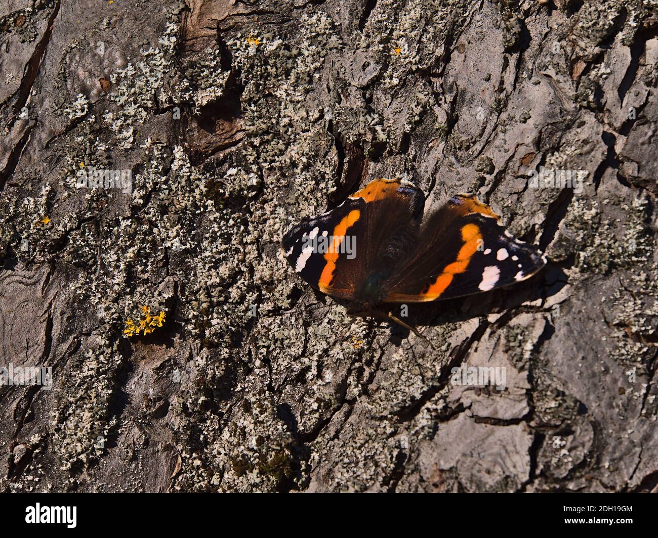 Closeup view of beautiful butterfly vanessa atalanta (red admiral) with black wings, red bands and white spots warming up on bark of tree. Stock Photo
