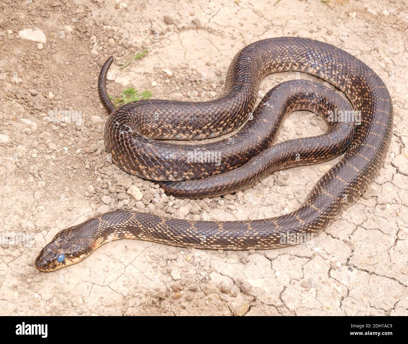 horseshoe whip snake, Hemorrhois hippocrepis, coluber hippocrepis Stock Photo Alamy