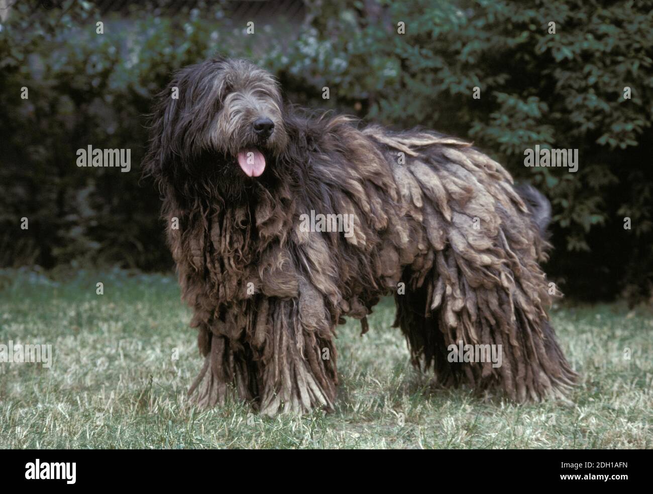 Catalan Sheepdog Dog Breed Information