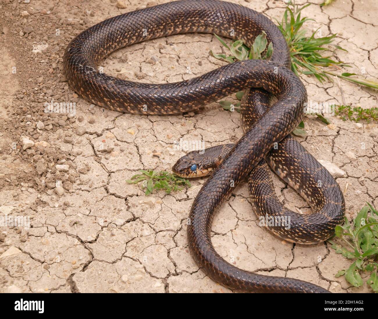 horseshoe whip snake, Hemorrhois hippocrepis, coluber hippocrepis Stock