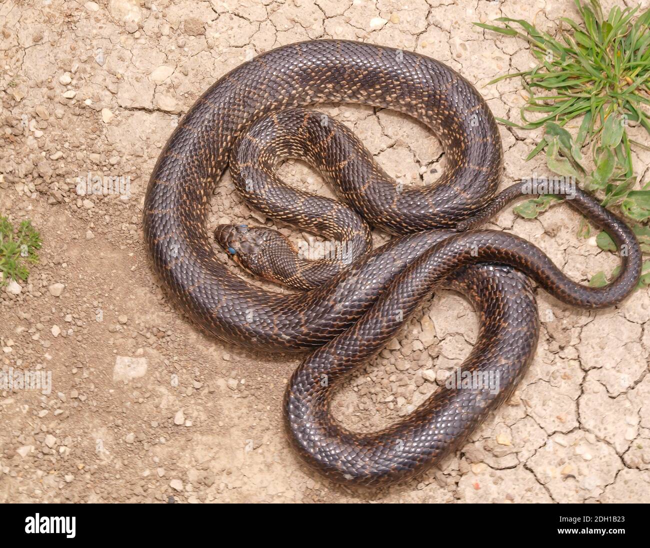 horseshoe whip snake, Hemorrhois hippocrepis, coluber hippocrepis Stock