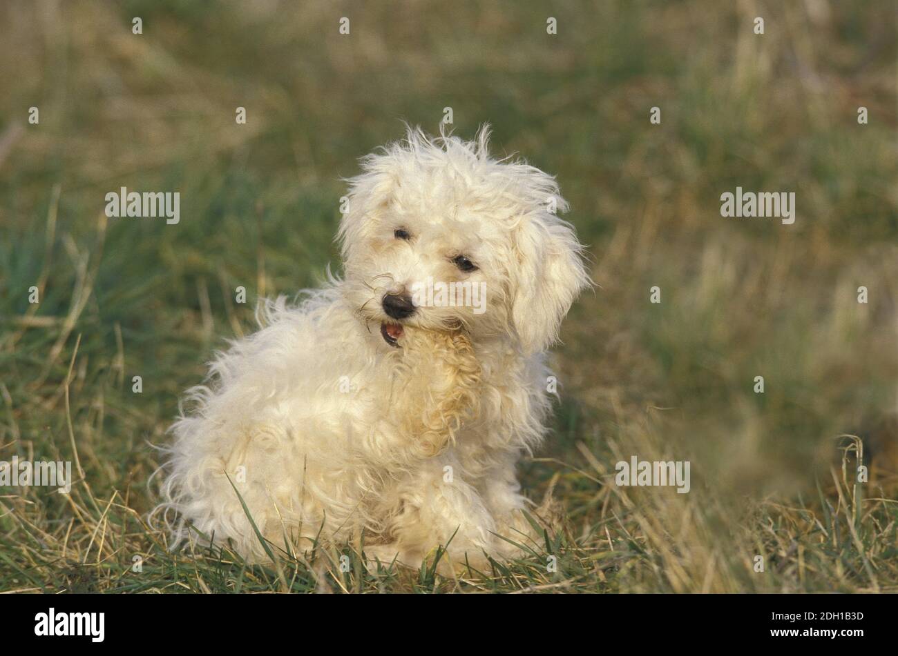 Bichon Frise Dog, Adult Biting its Paw Stock Photo