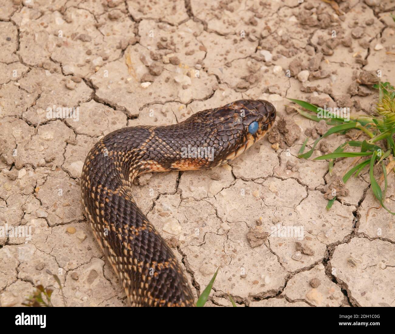 horseshoe whip snake, Hemorrhois hippocrepis, coluber hippocrepis Stock