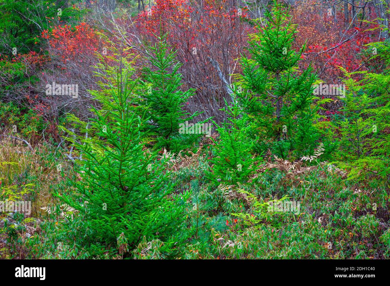 A mixed forest of confiers and deciduous in autumn in Pennsylvania’s Pocono Mountains. Stock Photo