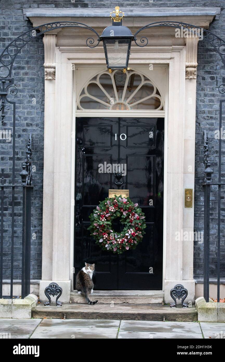 Larry the Downing Street cat and Chief mouser to the Treasury, sits at the door of Number 10 which is adorned with a large Christmas wreath. Stock Photo