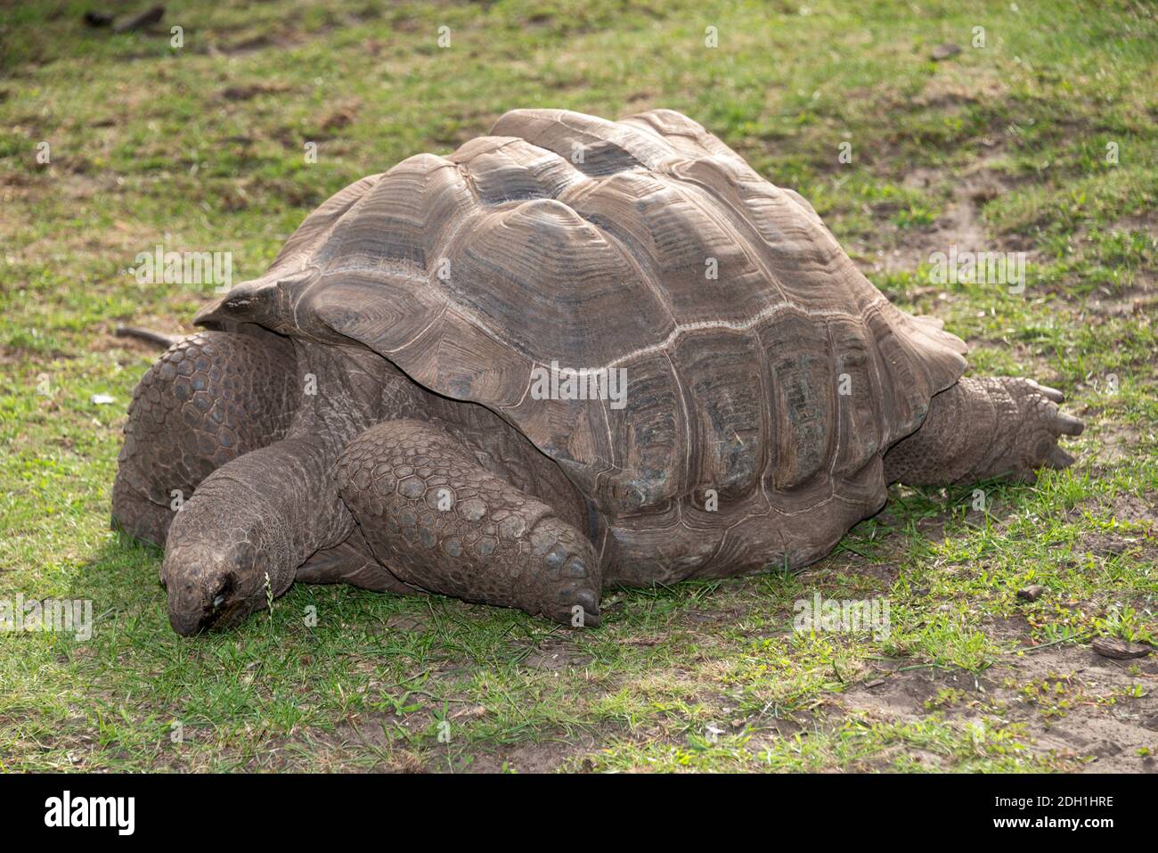 Aldabra Giant Tortoise (Aldabrachelys gigantea) Stock Photo