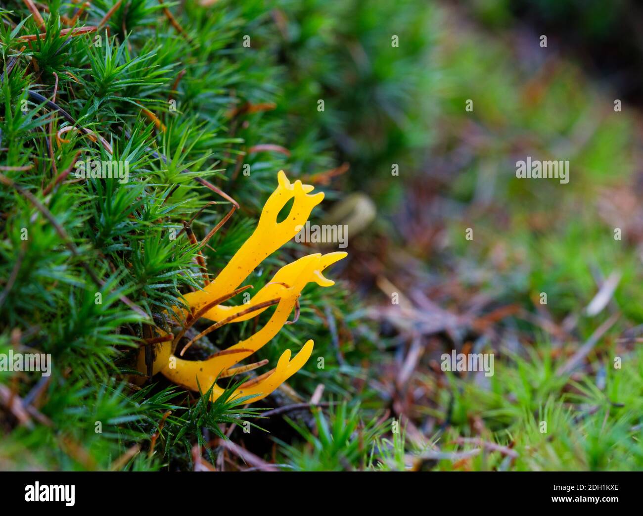 Brightly coloured Yellow Stag-horn Fungus, a Coral fungus, growing in moss Stock Photo