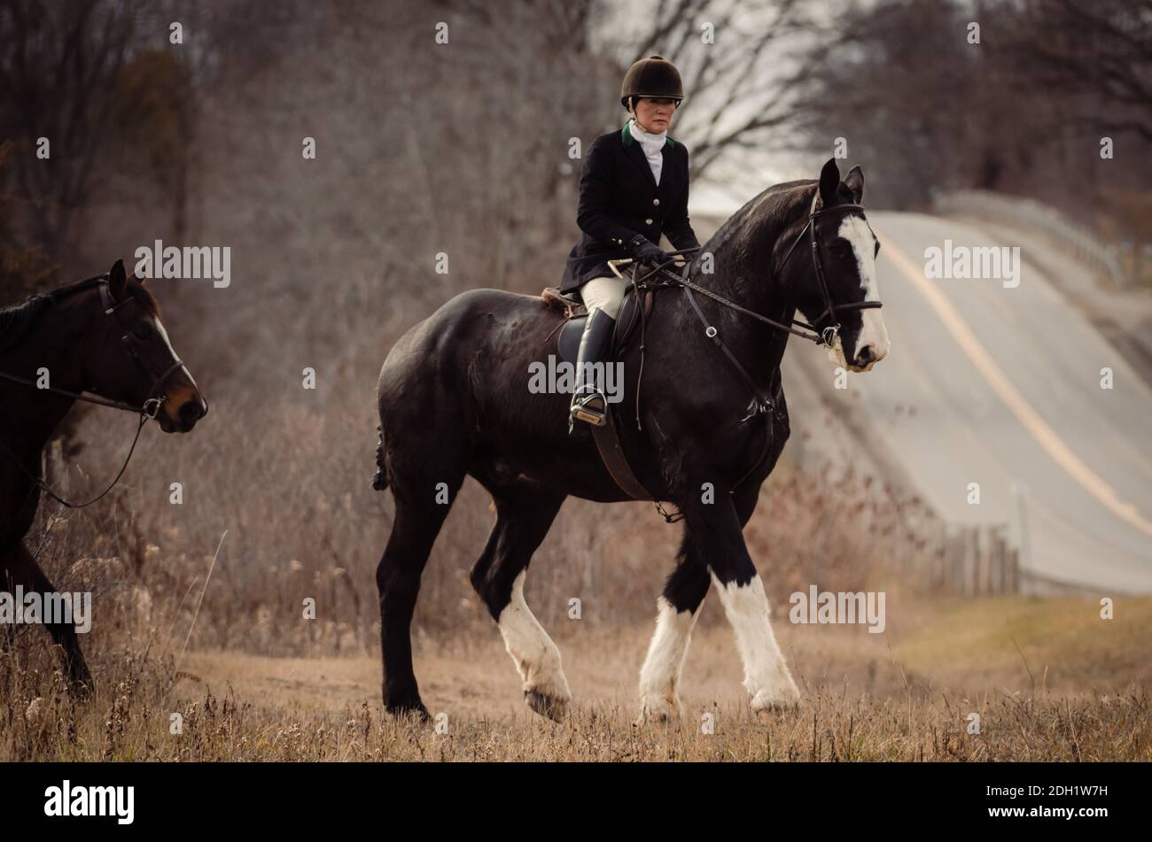 Hamilton Hunt Fox hounds and hunting scenes Stock Photo Alamy