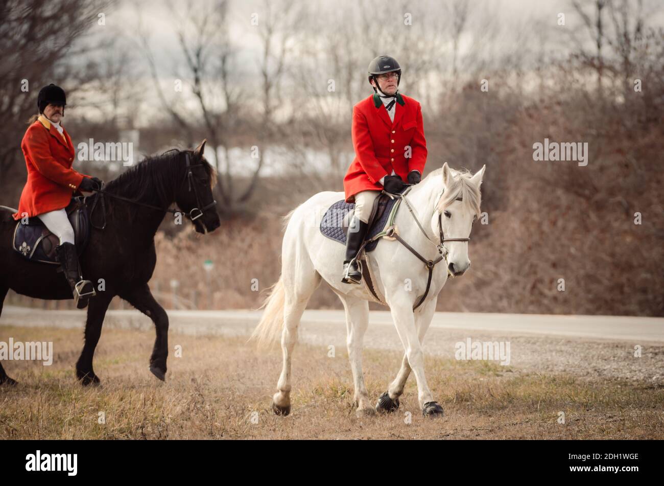 Hamilton Hunt Fox hounds and hunting scenes Stock Photo Alamy