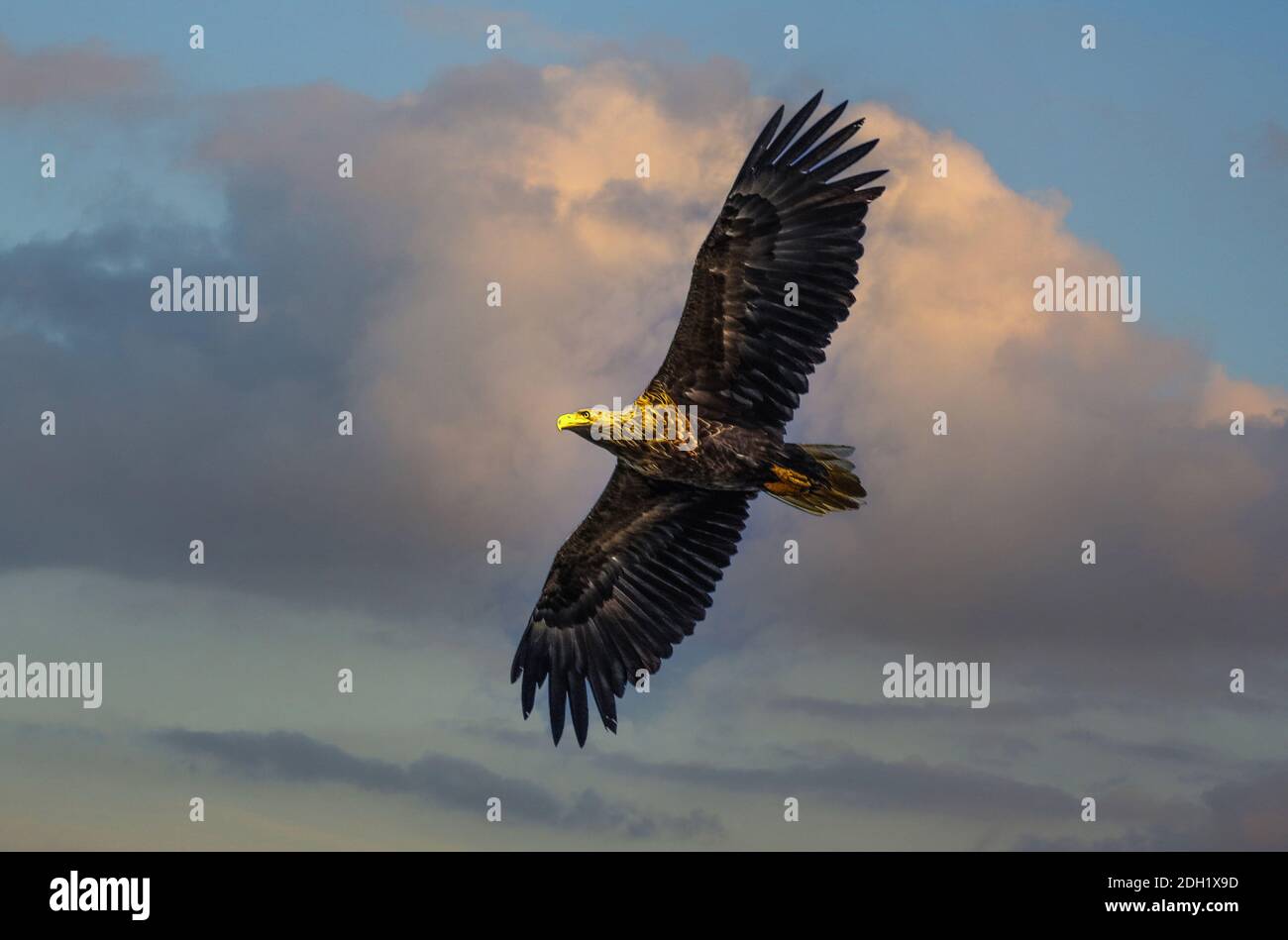 The white-tailed eagle (Haliaeetus albicilla) flew to its roost in the late evening hours. Stock Photo