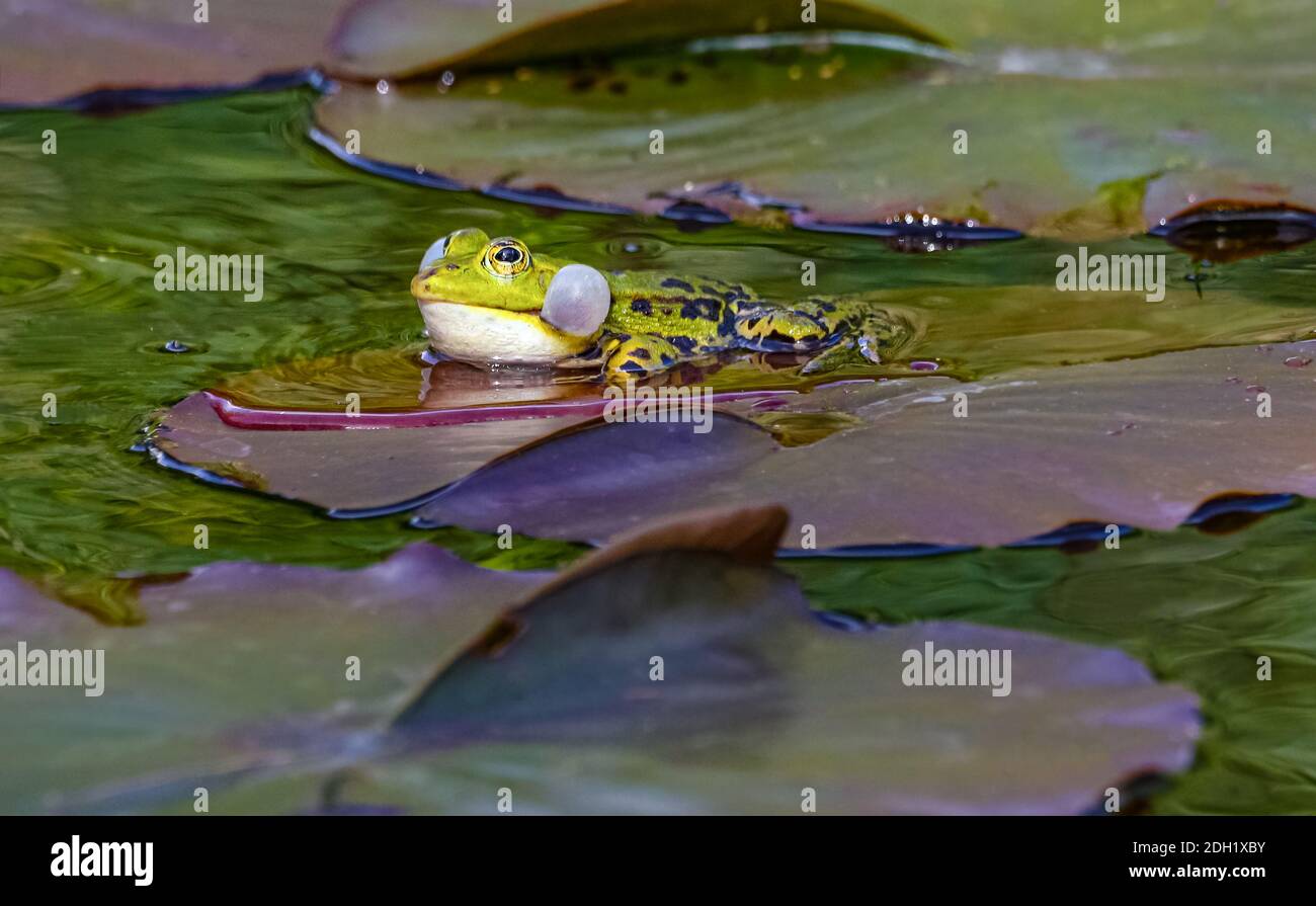 The Little Water Frog (Pelophylax lessonae or Rana lessonae) had made himself comfortable on a lily pad. Stock Photo