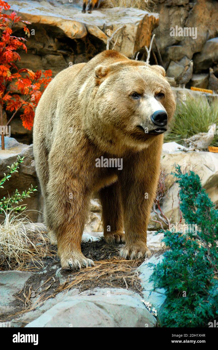 Grizzly bear north american brown bear Stock Photo