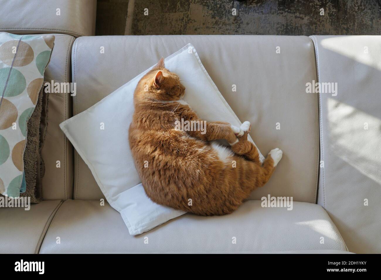 Tabby house cat sleeping on sofa cushion. Overhead shot. Stock Photo
