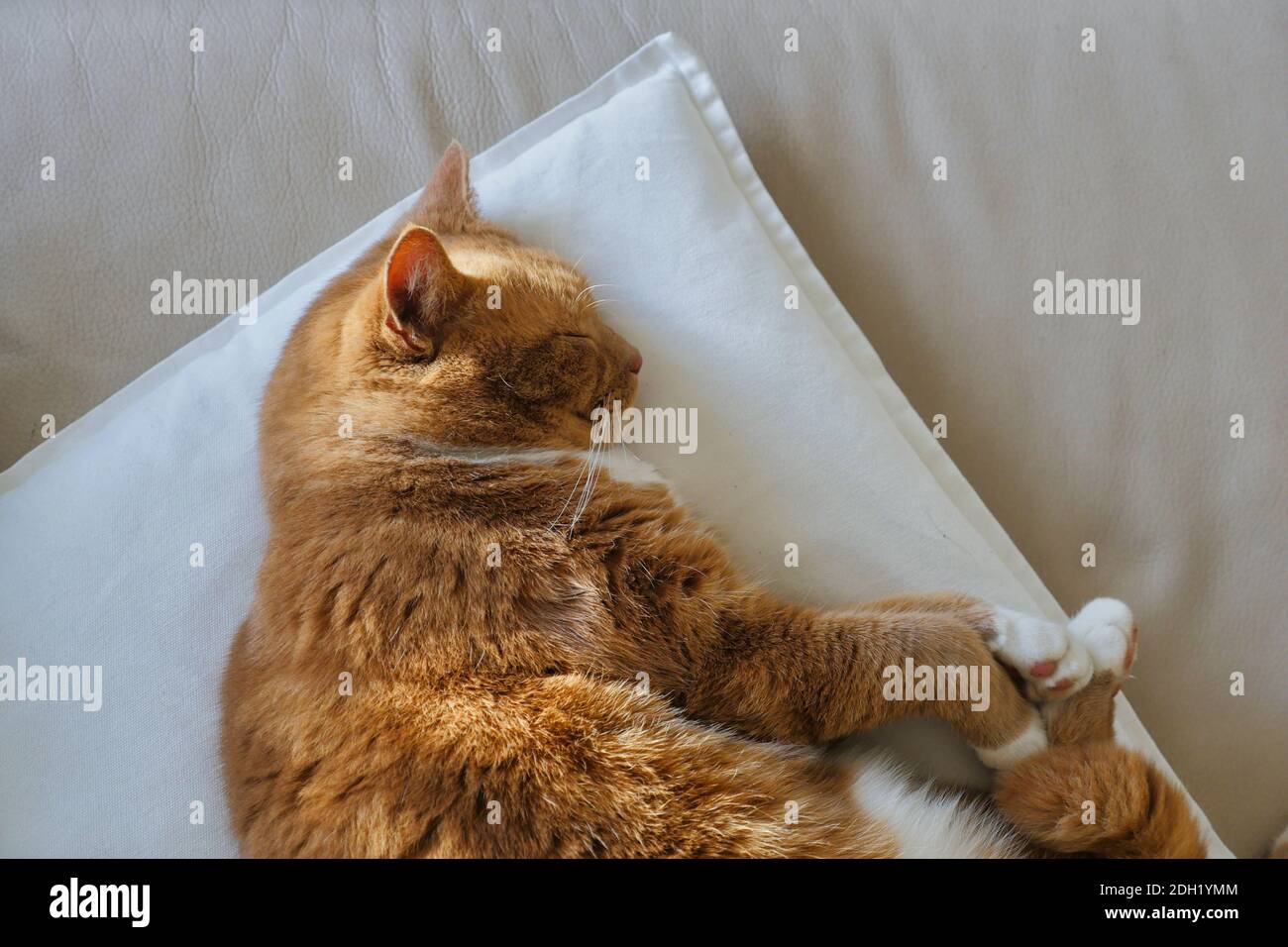 Tabby house cat sleeping on pillow. Overhead shot. Medium shot. Stock Photo