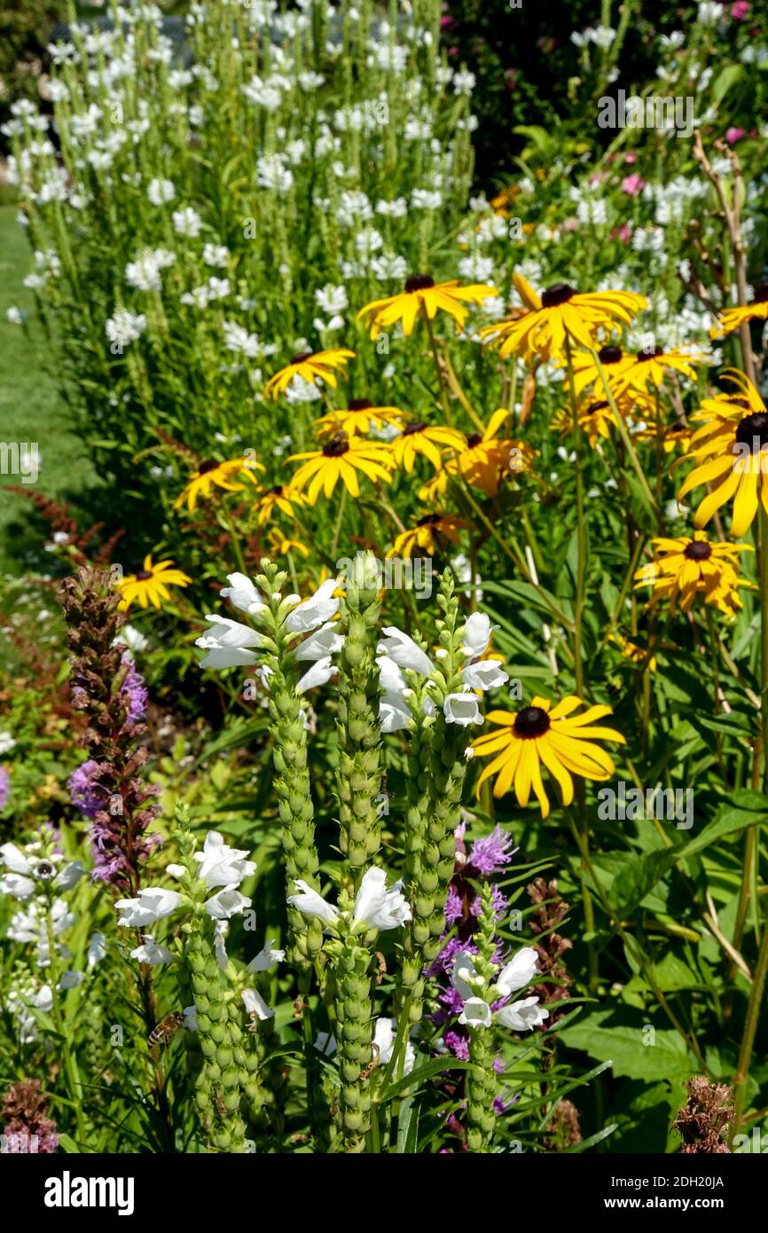 White Physostegia virginiana 'Summer Snow' Obedient plant, Rudbeckias Stock Photo