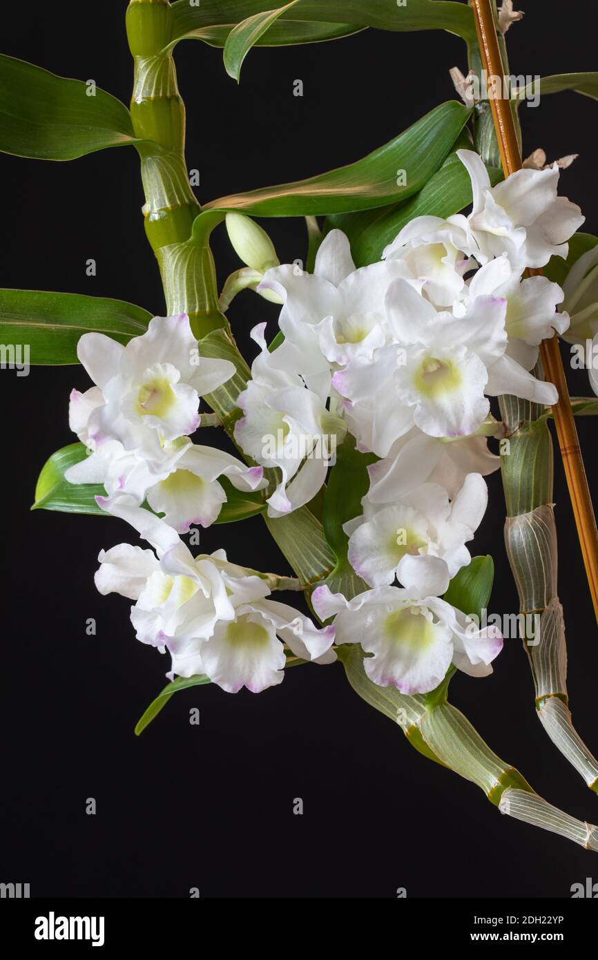 Close up of the delicate white blooms of a Dendrobium orchid flowering against a black background. UK Stock Photo