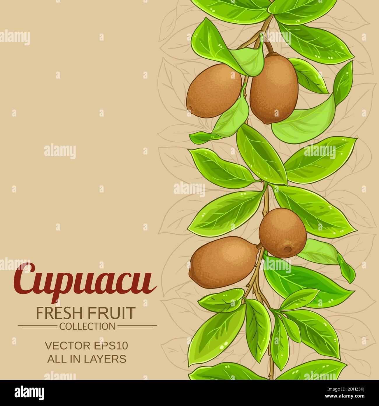cupuacu vector background Stock Vector