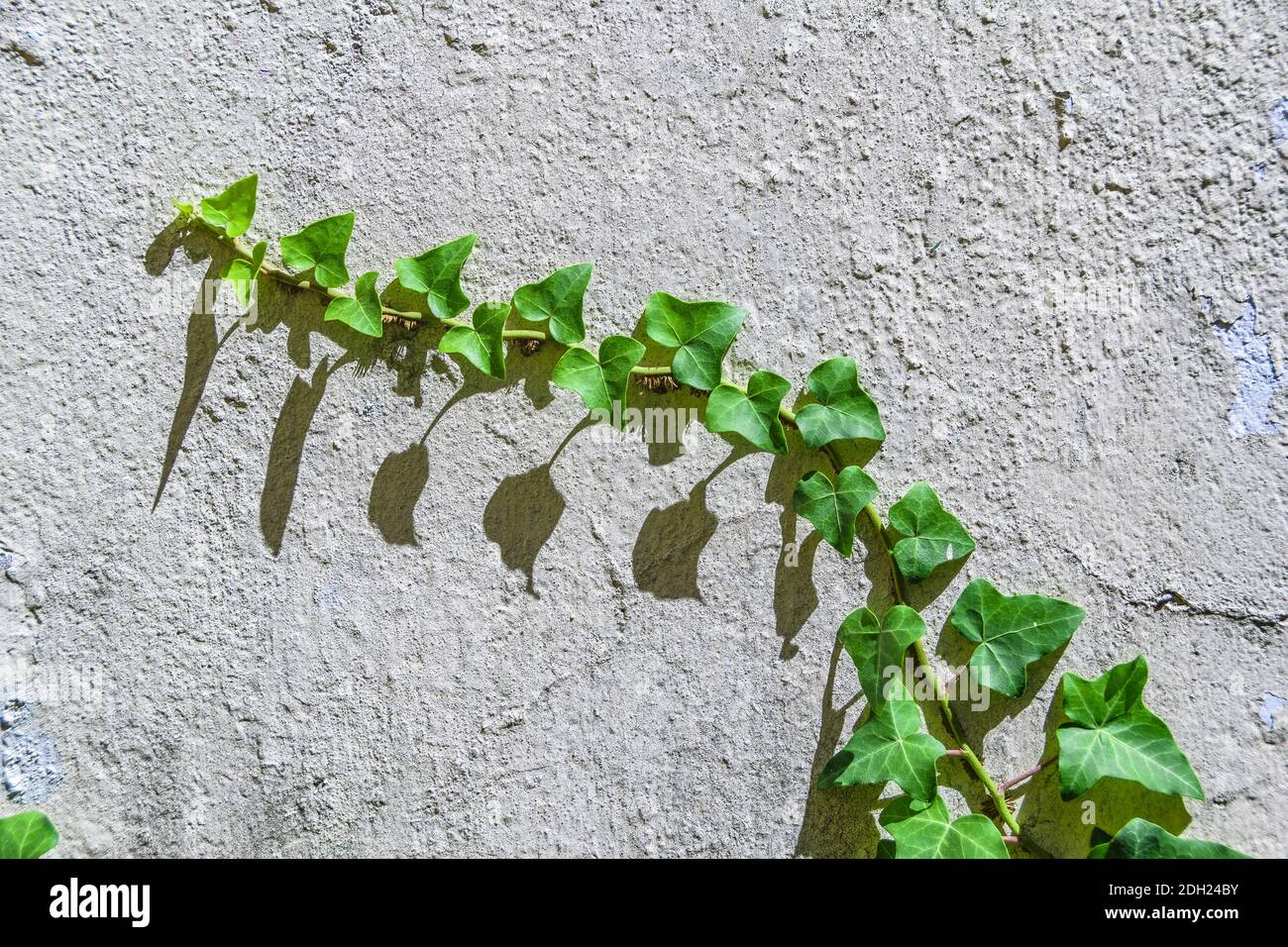 Climbing Plant At Concrete Wall Stock Photo Alamy