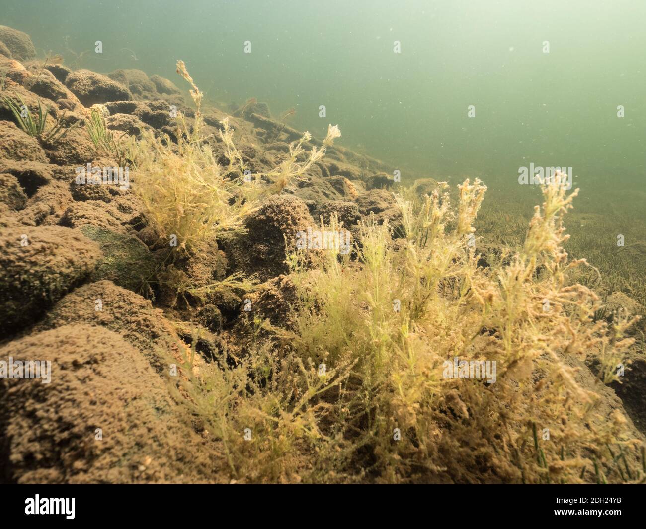 Nitella charophyte algae on lake bottom Stock Photo