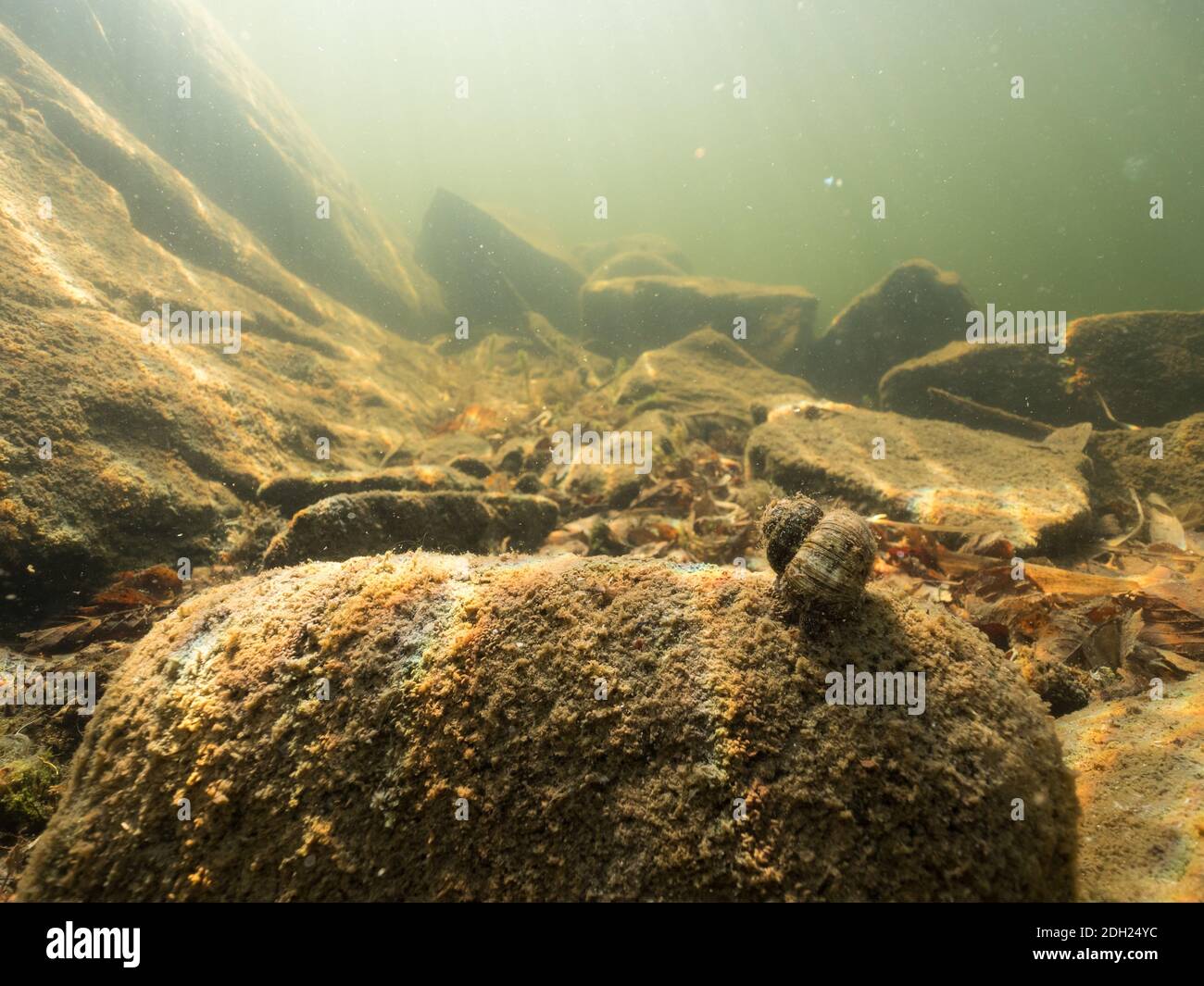 Viviparus river snail on stone in lake bottom Stock Photo