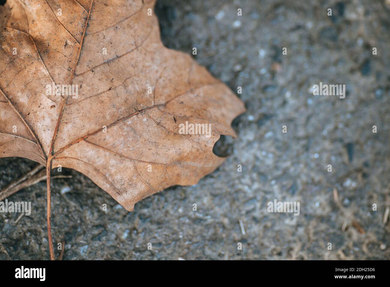 An overhead shot of a fallen autumn leaf on the ground Stock Photo - Alamy