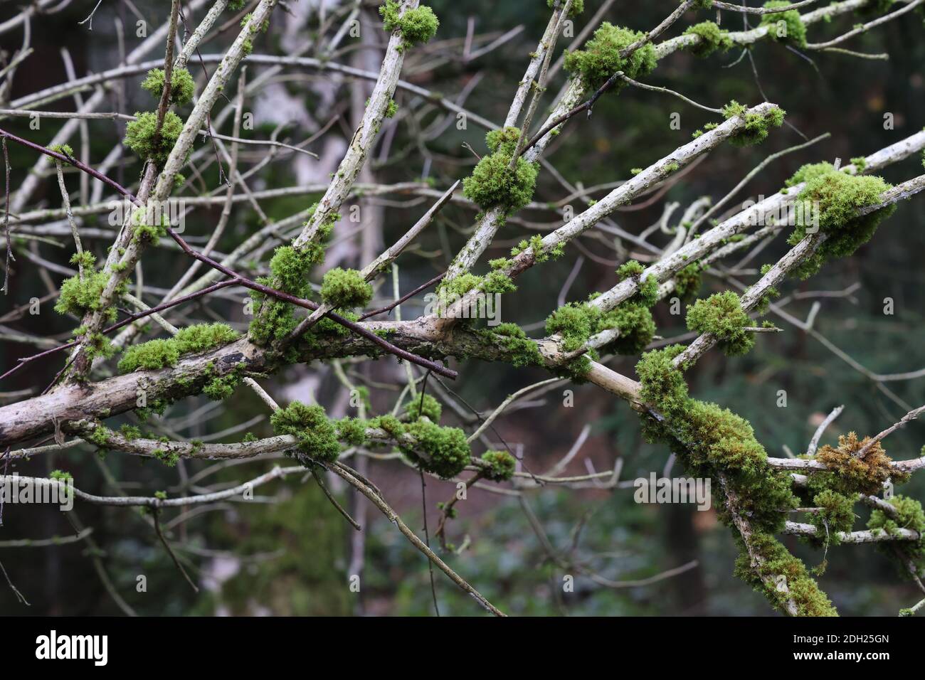A moss and lichens grow on tree branches in the forest Stock Photo