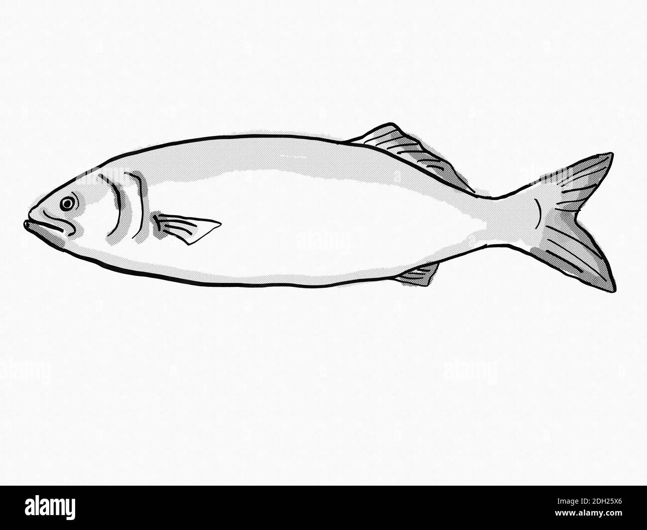 Bluefish South Carolina Inshore Fish Cartoon Retro Drawing Stock Photo