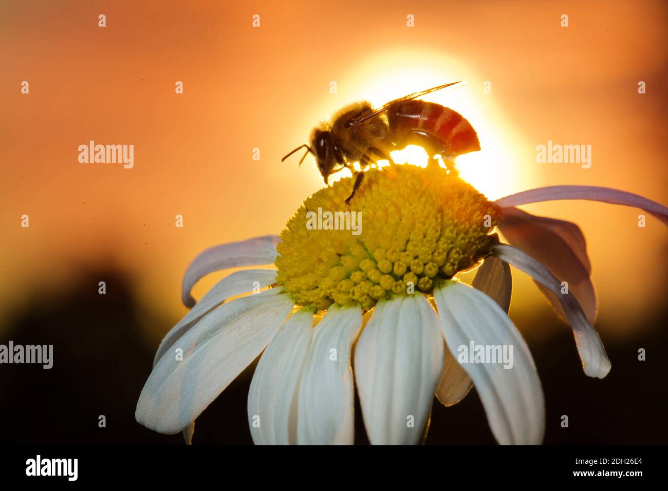 Honey bee into the sunset Stock Photo