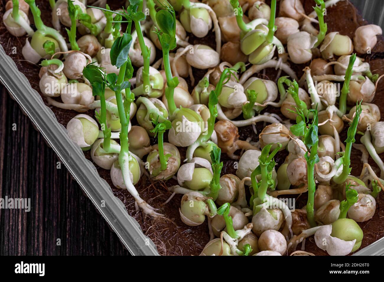 close-up of pea microgreens growing in tray. city farming indoor selective focus photo. Stock Photo