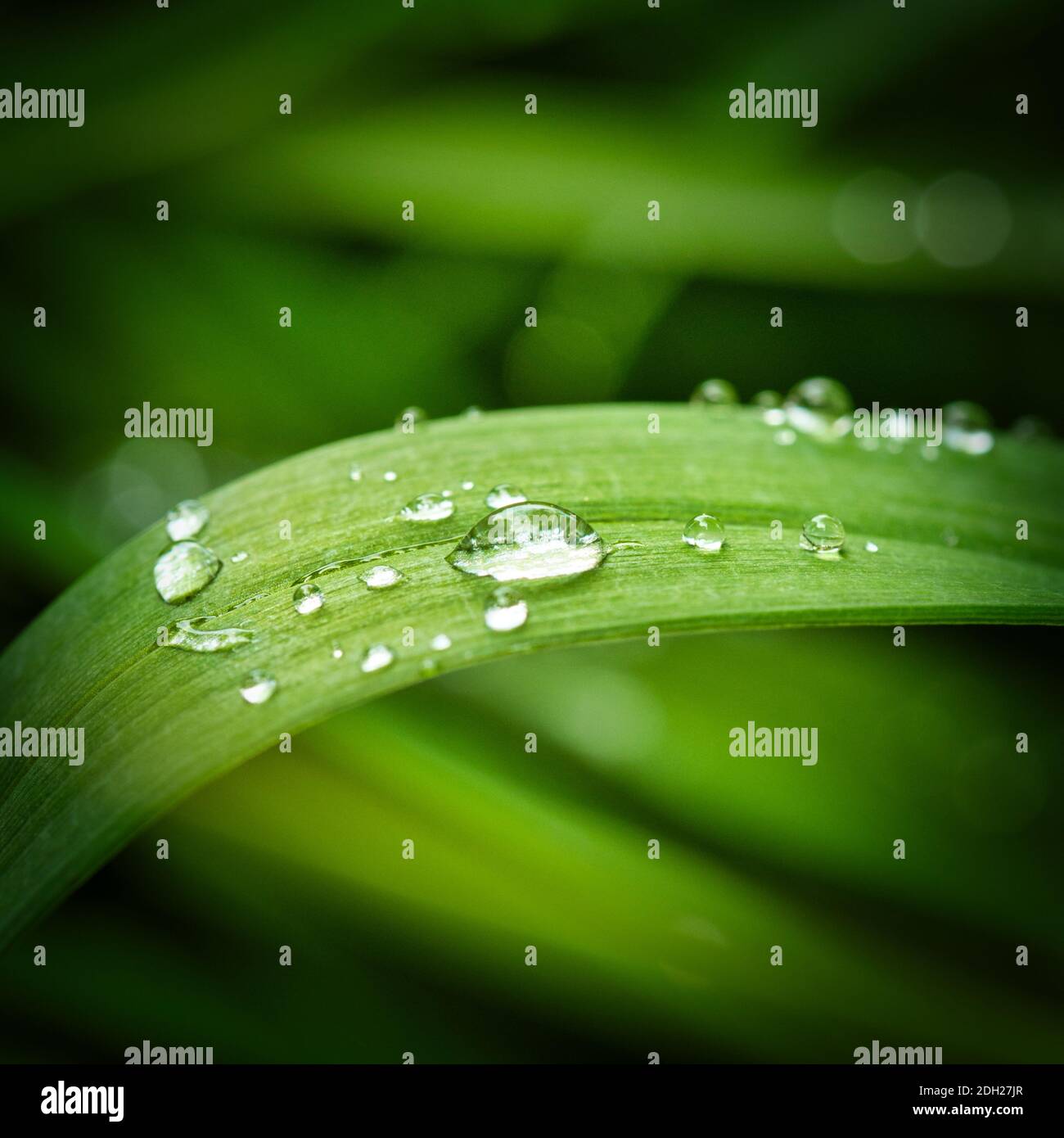 Waterdrops on a leaf Stock Photo