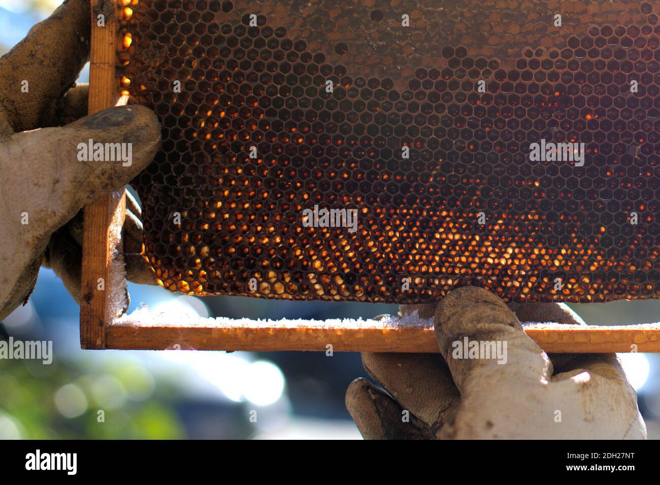 Hive Texture Background texture and pattern of a wax honeycomb, from a bee hive ...