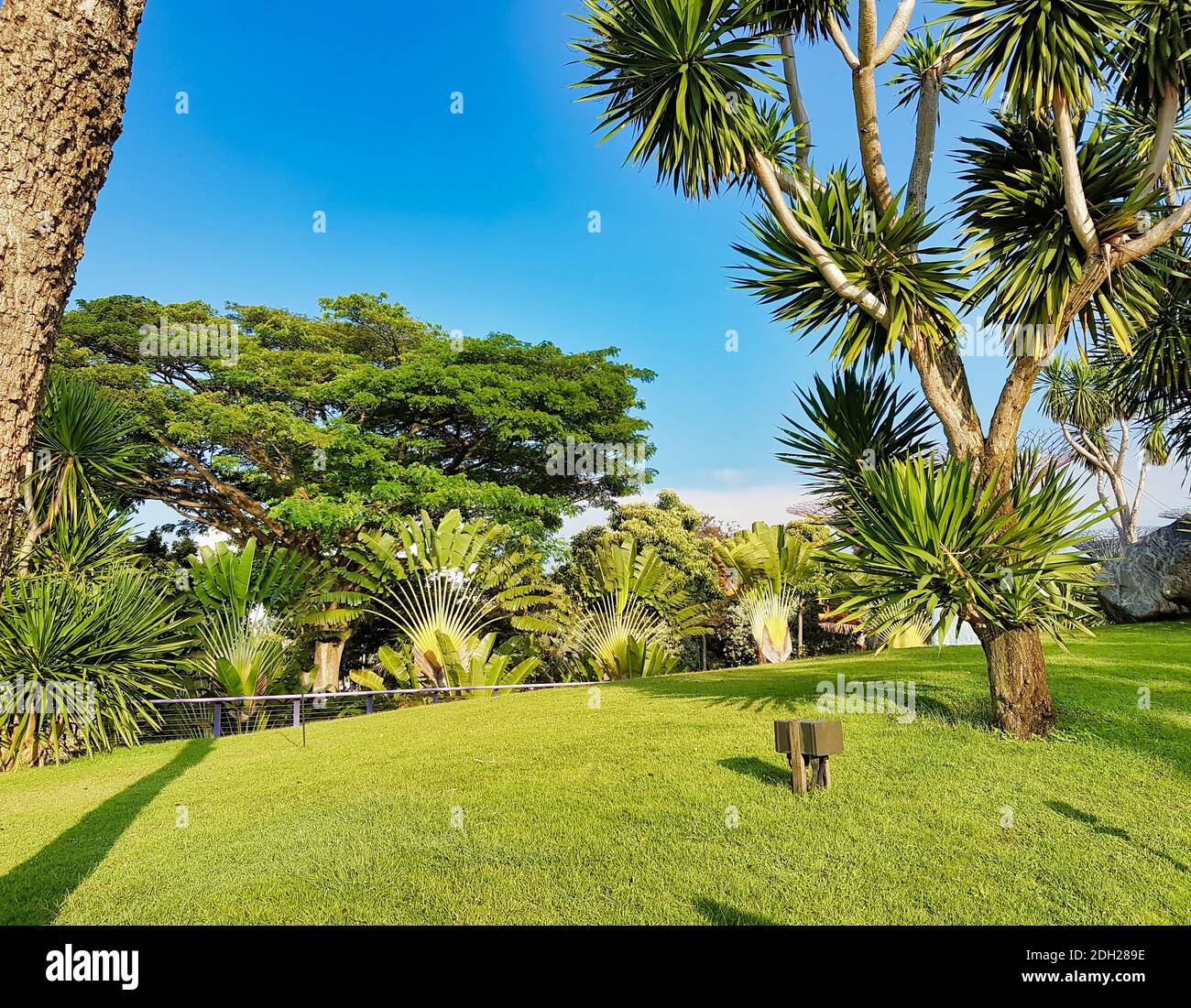 Lush greenery landscape in the Gardens by the Bay park in Singapore