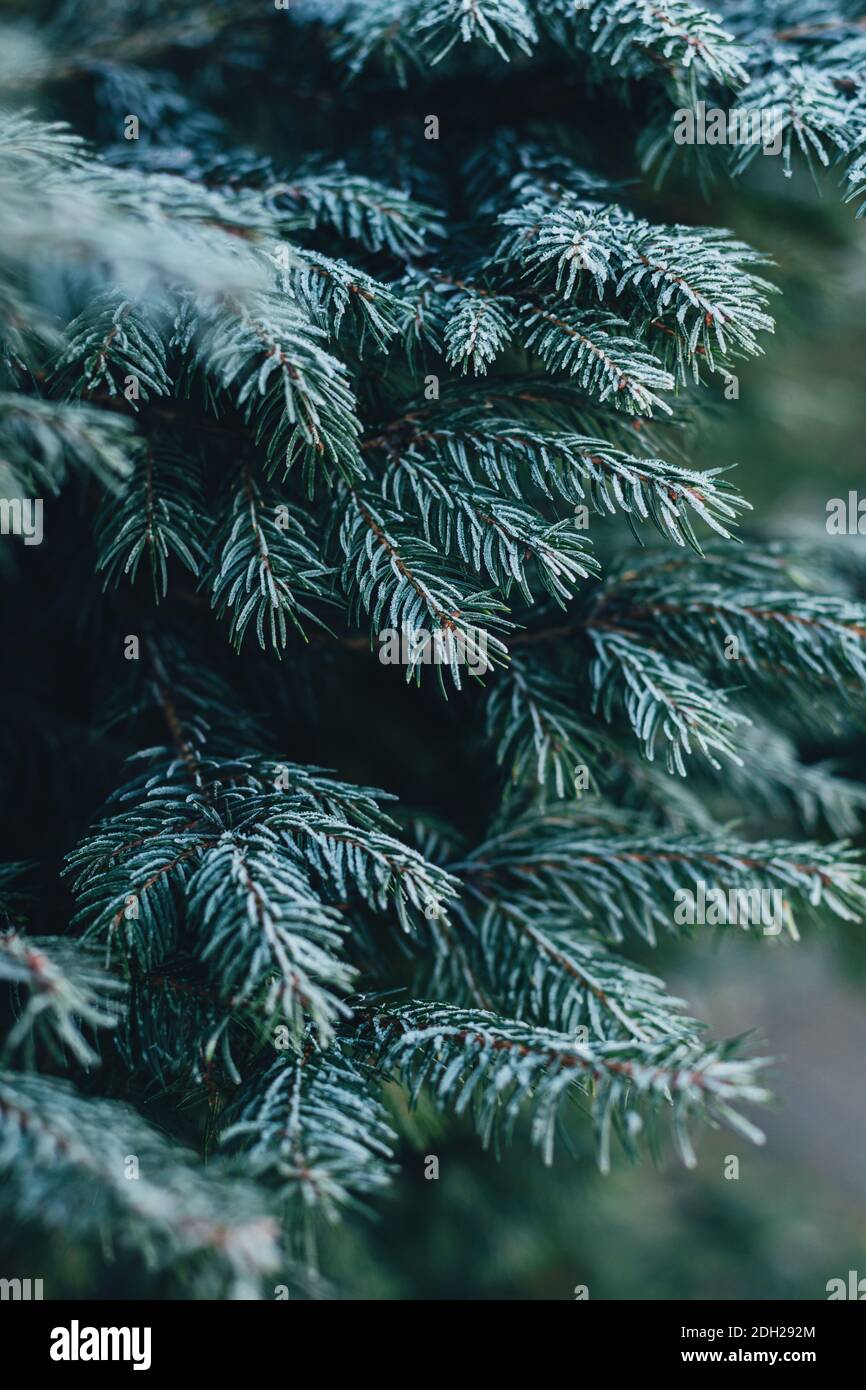 Branches of a fir tree hi-res stock photography and images - Alamy