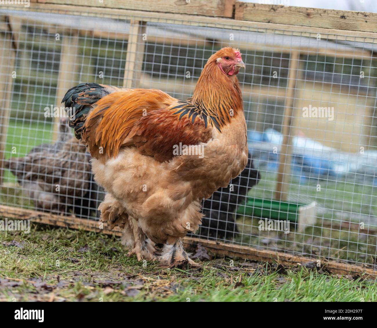 Brahma chickens free ranging Stock Photo