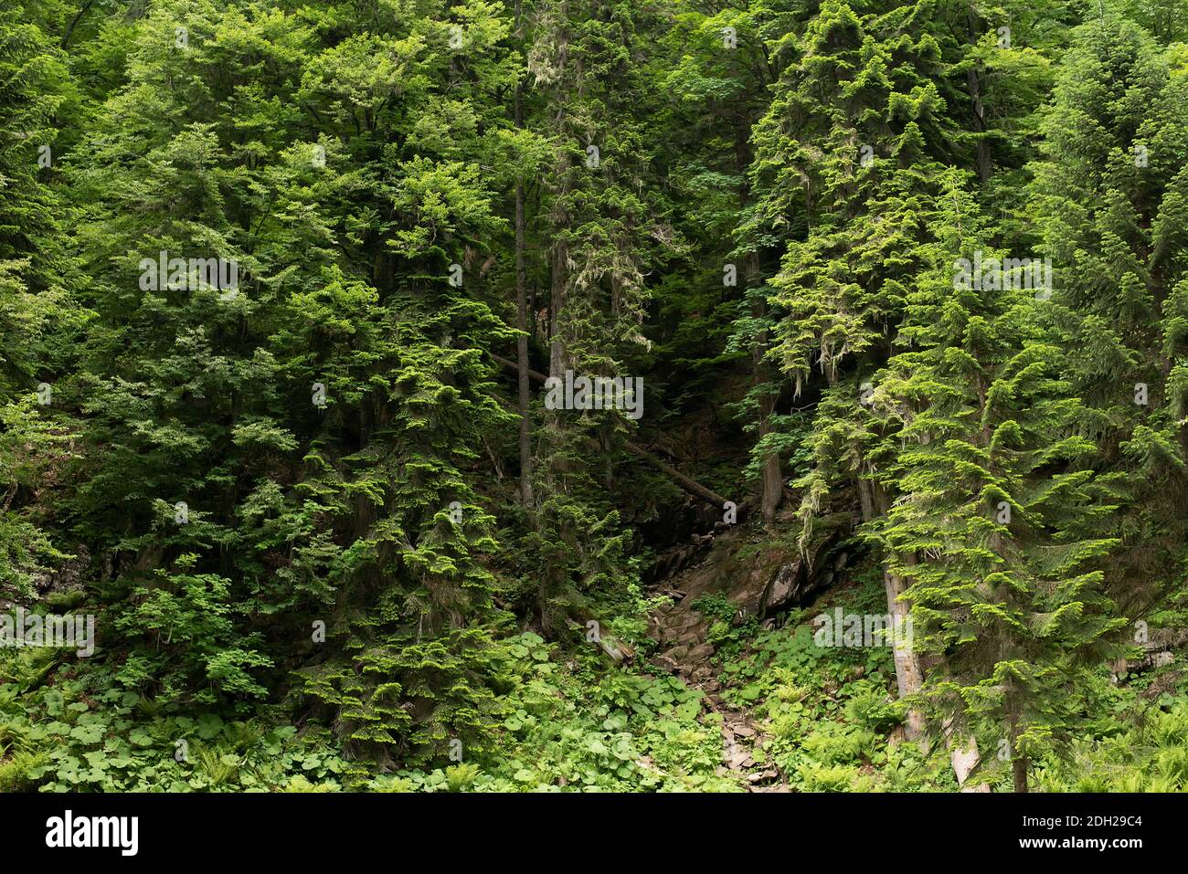 Subtropical rain green forest with many trees Stock Photo