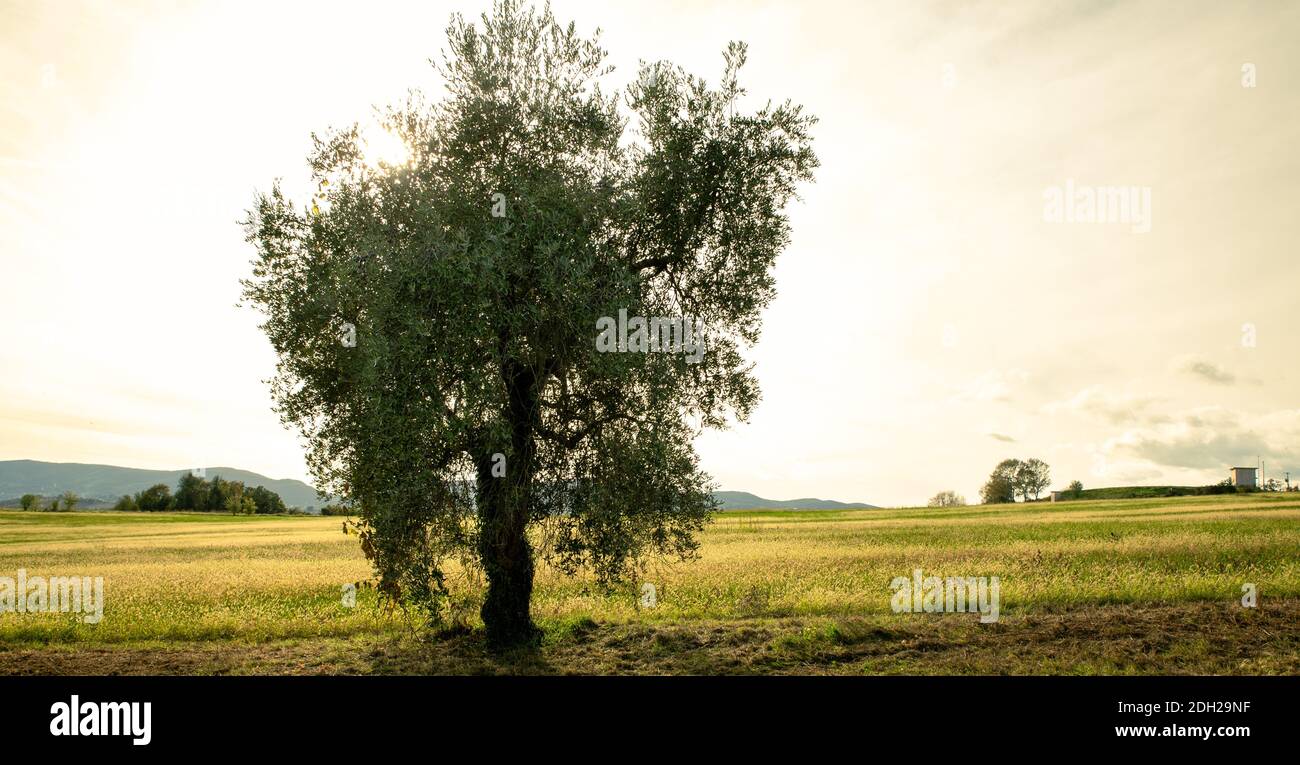 Olive tree at sunset Stock Photo