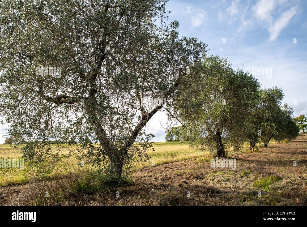 Olive trees in the Italian countryside Stock Photo