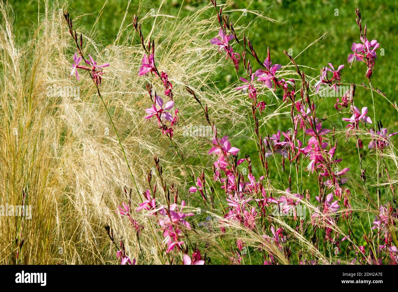 Gaura lindheimeri ornamental grass Stipa Stock Photo