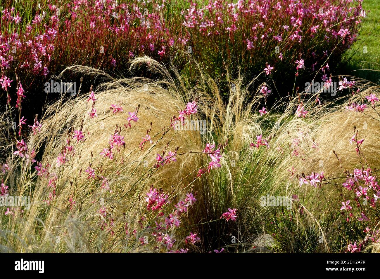 Gaura lindheimeri ornamental grass Stipa Stock Photo