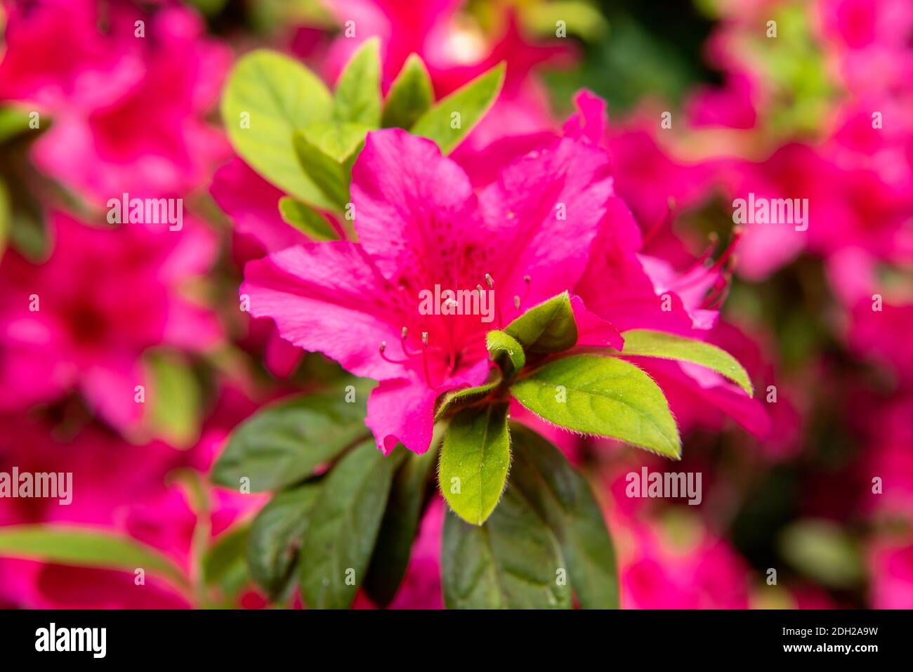 Rhododendron flower Stock Photo