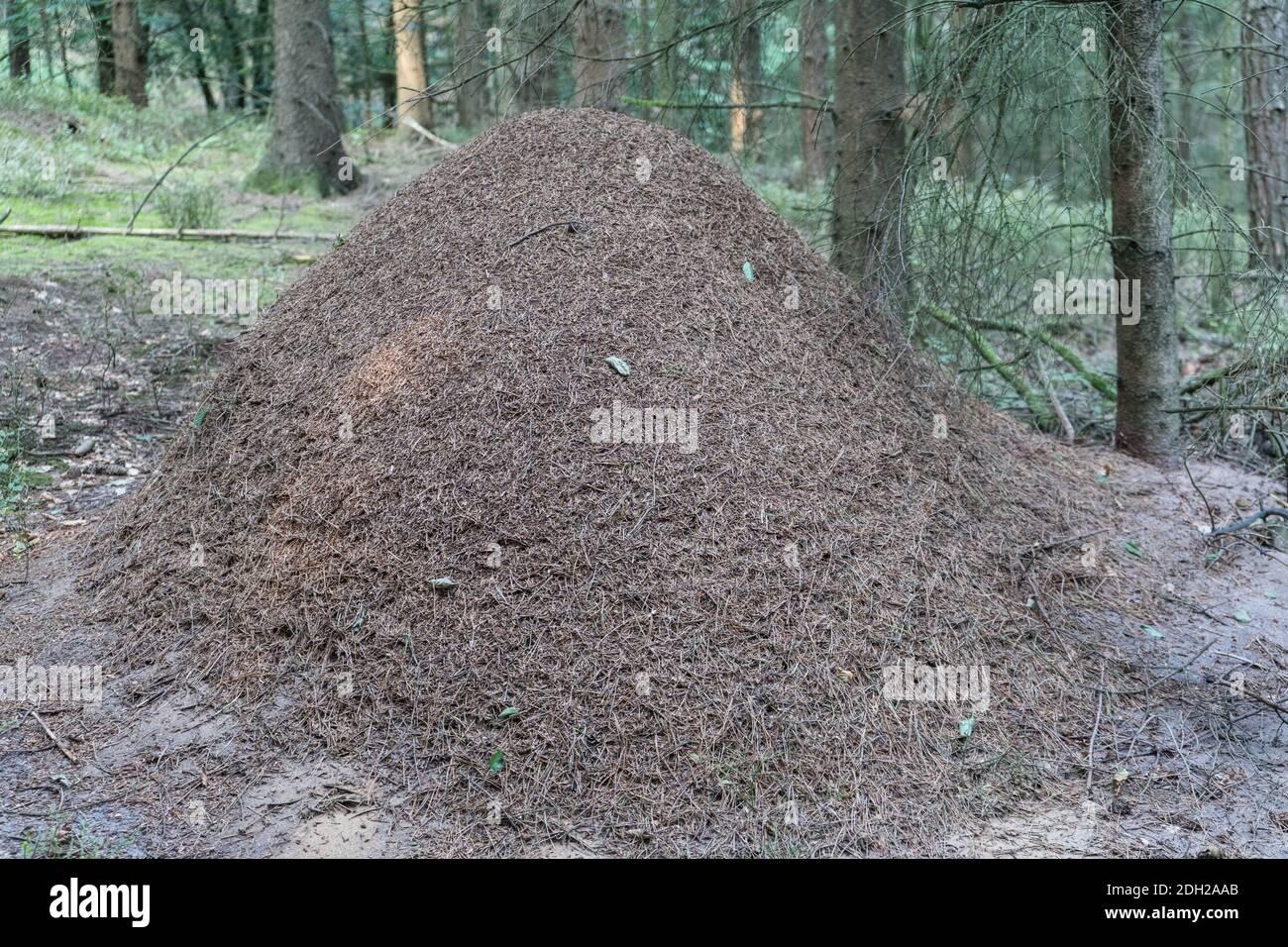anthill of the red forest ants formica Stock Photo