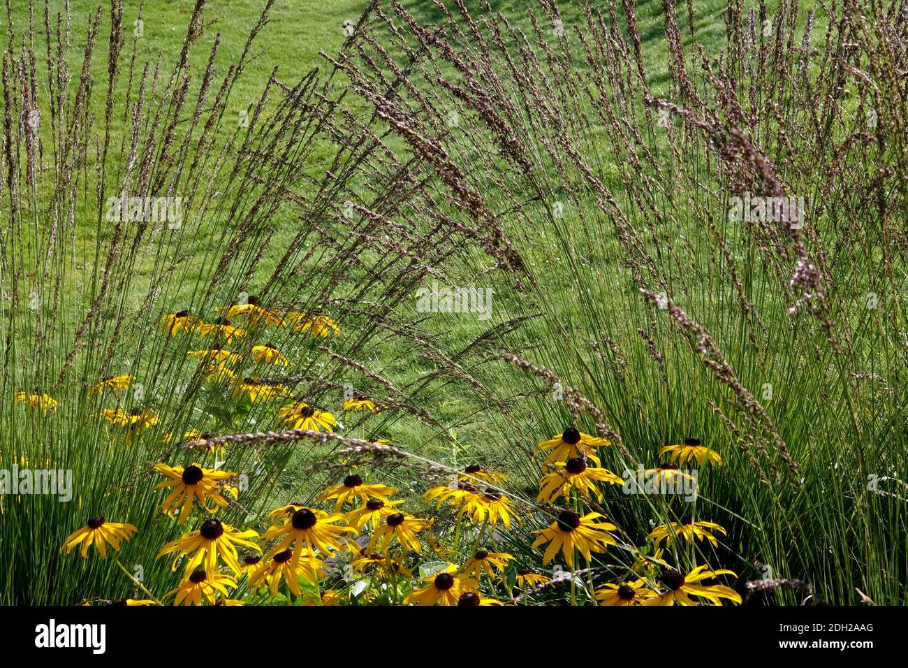 Molinia caerulea grass Rudbeckia Cluster, Clump grass, Molinia, Moor-grass Molinia caerulea 'Edith Dudszus' Stock Photo