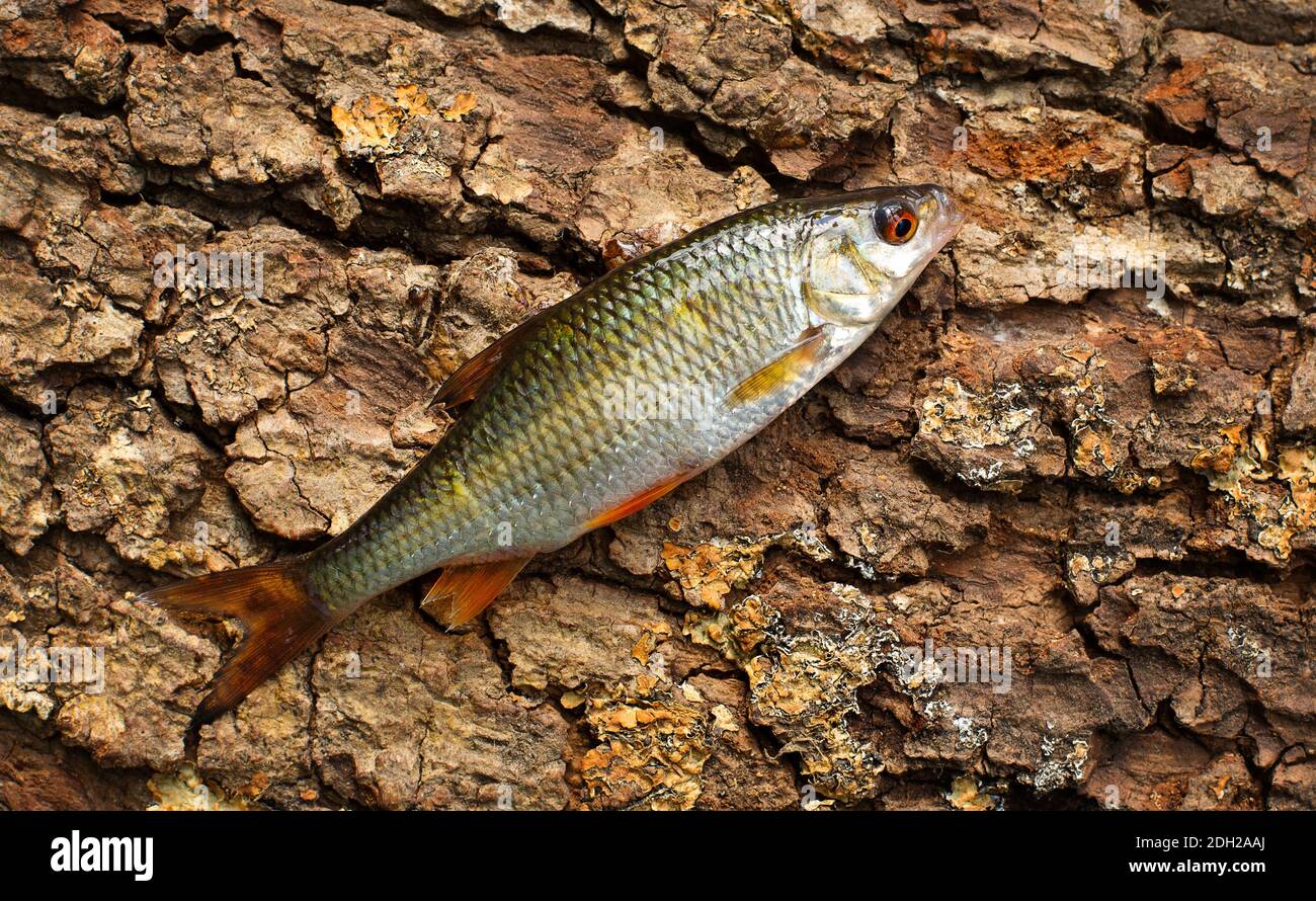 Common Roach, Rutilus rutilus Stock Photo