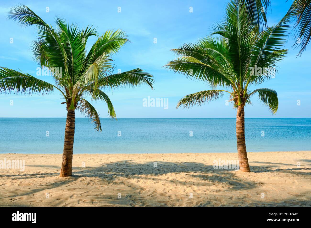 Sandy beach with coconut palm tree and blue sky . Tropical landscape . Summer vacations . Stock Photo