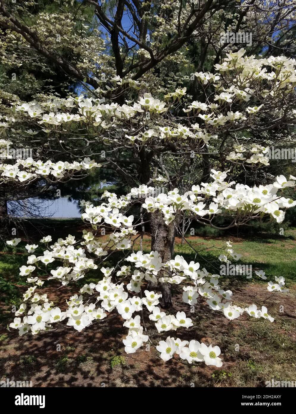 Magnolia tree branches with blooming white flowers in springtime Stock Photo