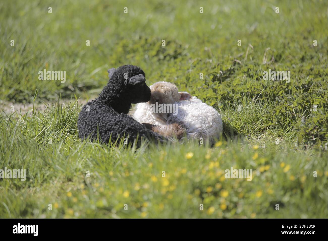 Ragged sheep, Ovis aries strepsiceros Hungaricus Stock Photo