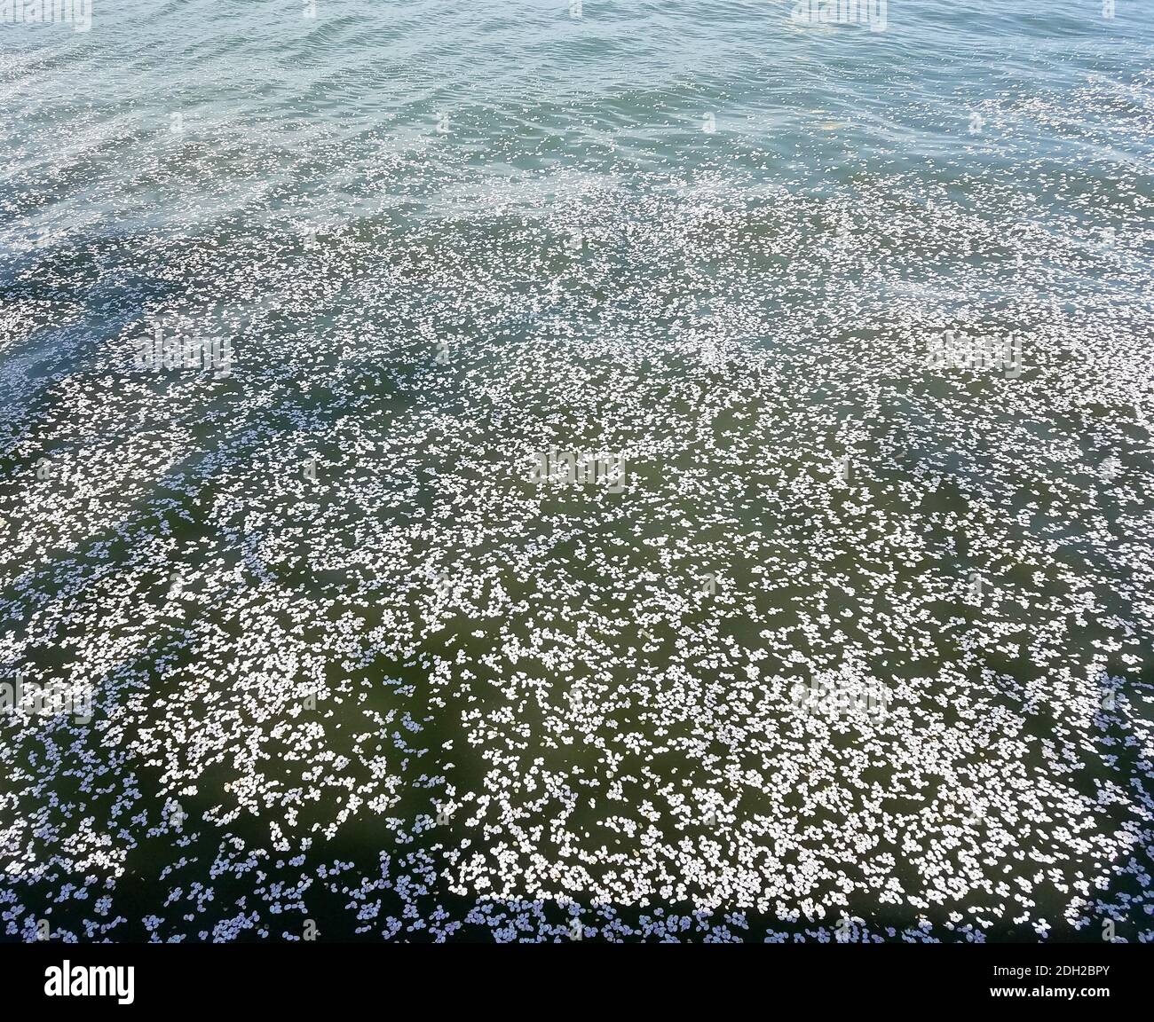 Background texture with white cherry tree flower petals on water Stock Photo