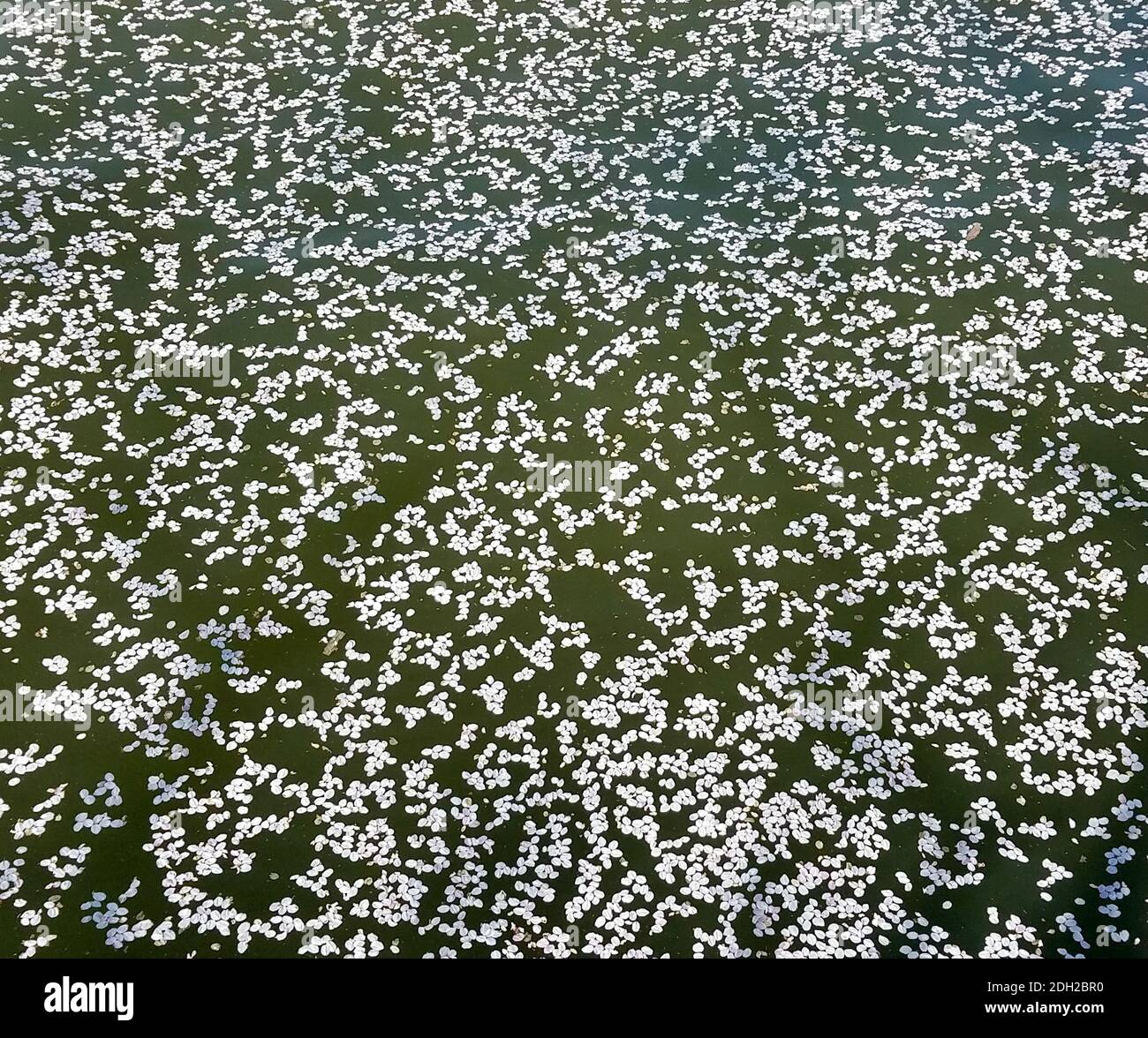 Background texture with white cherry tree flower petals on water Stock Photo