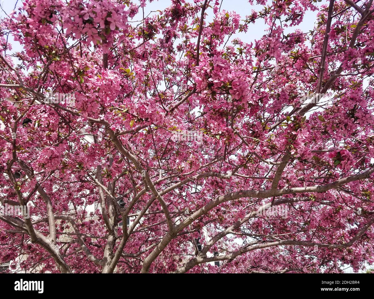 Hot pink blooming tree branch hires stock photography and images Alamy