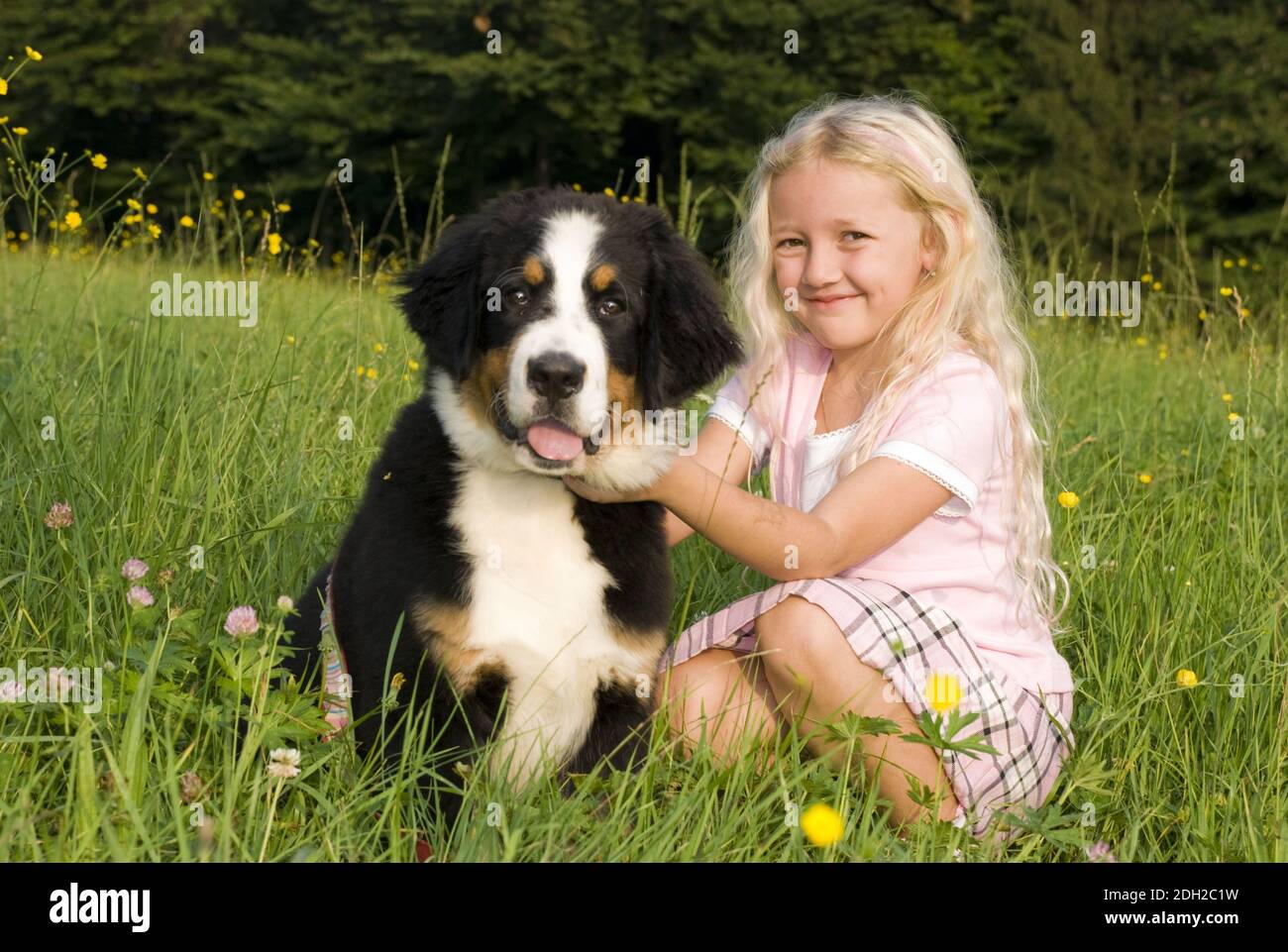 Berner Hund High Resolution Stock Photography and Images - Alamy